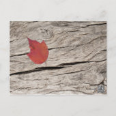 Dried Autumn Leaves and Flowers Table Number (Back)