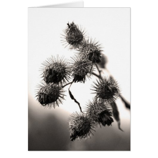 Dried burdock cards (Front)