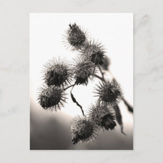Dried burdock postcard