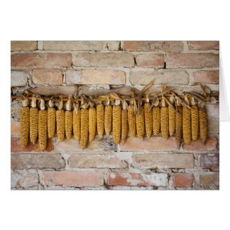 Dried Corn Cobs