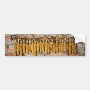 Dried Corn Cobs Bumper Sticker