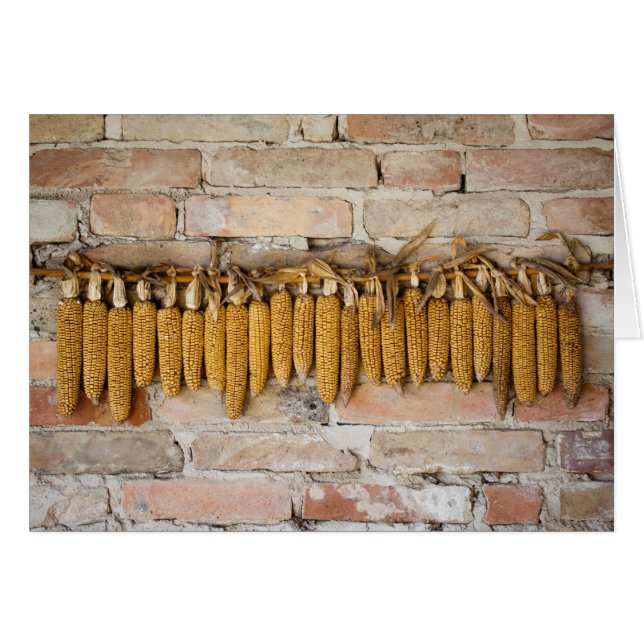 Dried Corn Cobs Cards (Front Horizontal)