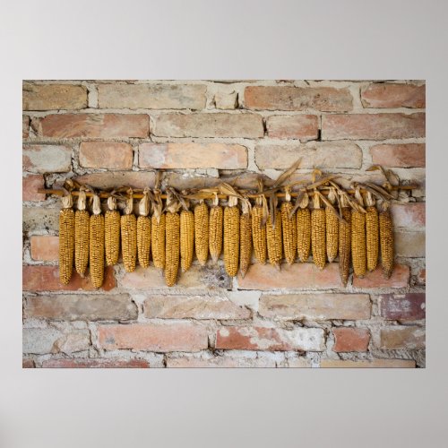 Dried Corn Cobs Poster