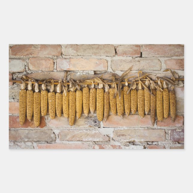 Dried Corn Cobs Rectangular Sticker (Front)