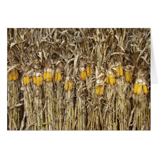 Dried Corn Stalk Decorations Cards (Front Horizontal)