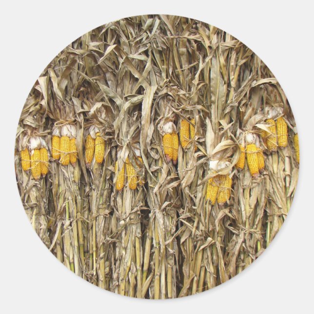 Dried Corn Stalk Decorations Classic Round Sticker (Front)