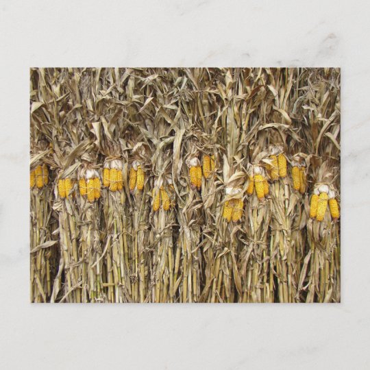 Dried Corn Stalk Decorations Postcard | Zazzle.com
