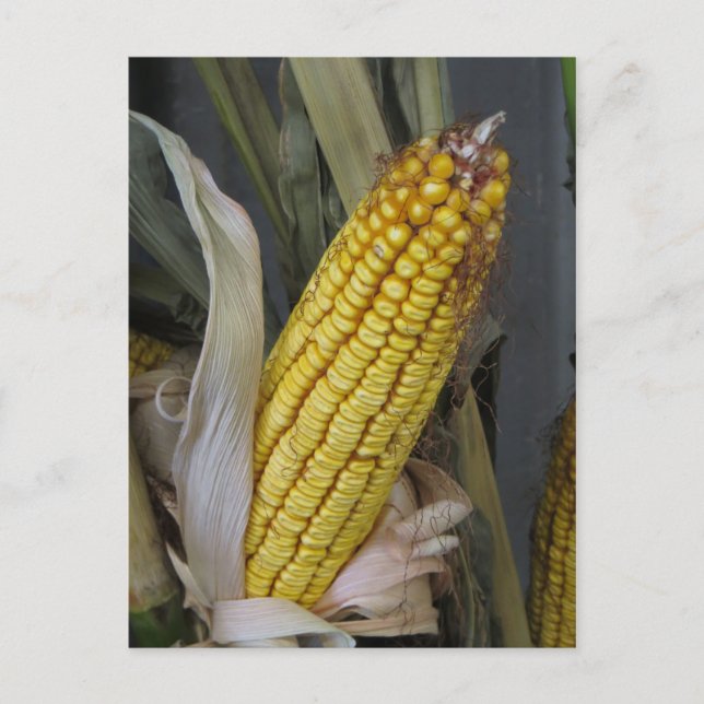 Dried Corn Stalk Postcard (Front)
