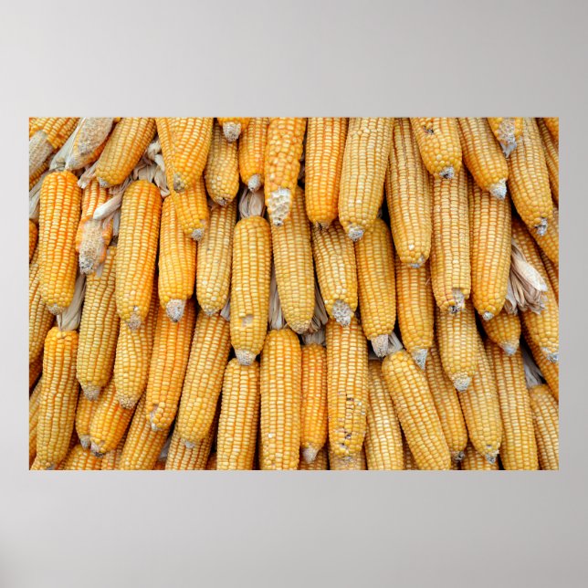 Dried corn that was stacked . poster (Front)