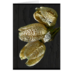 Dried Lily Seed Pods