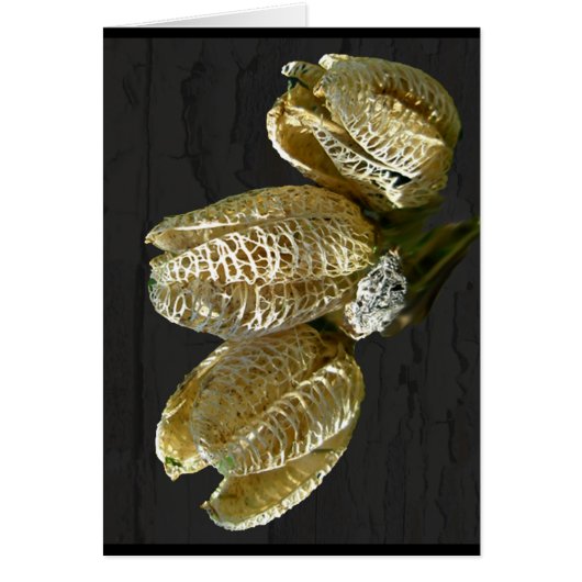 Dried Lily Seed Pods Cards (Front)