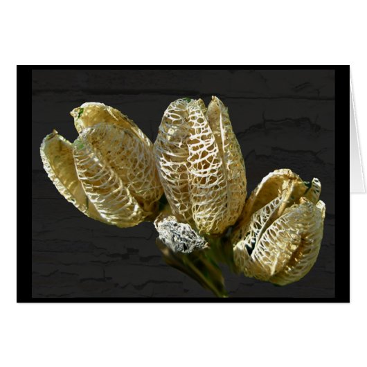 Dried Lily Seed Pods Cards (Front Horizontal)