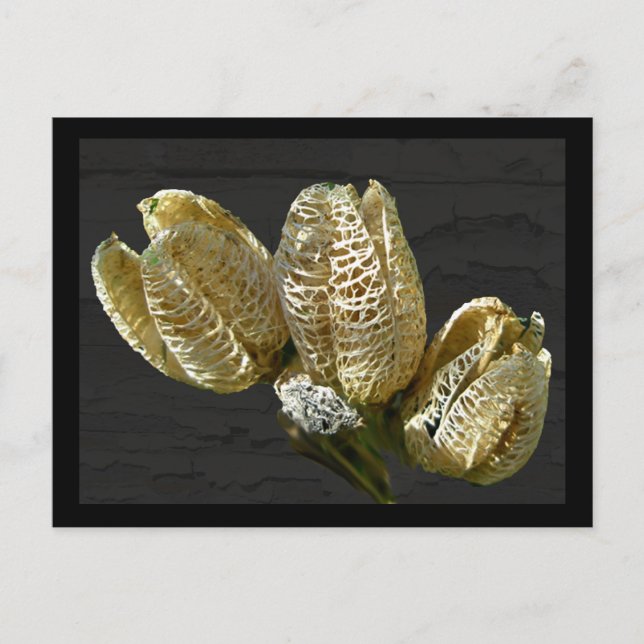 Dried Lily Seed Pods Postcard (Front)
