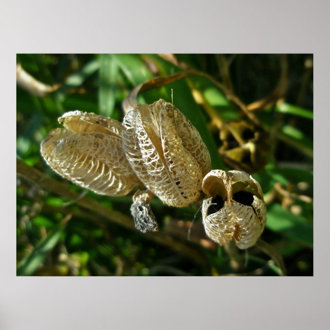 Dried Lily Seed Pods Poster (Front)