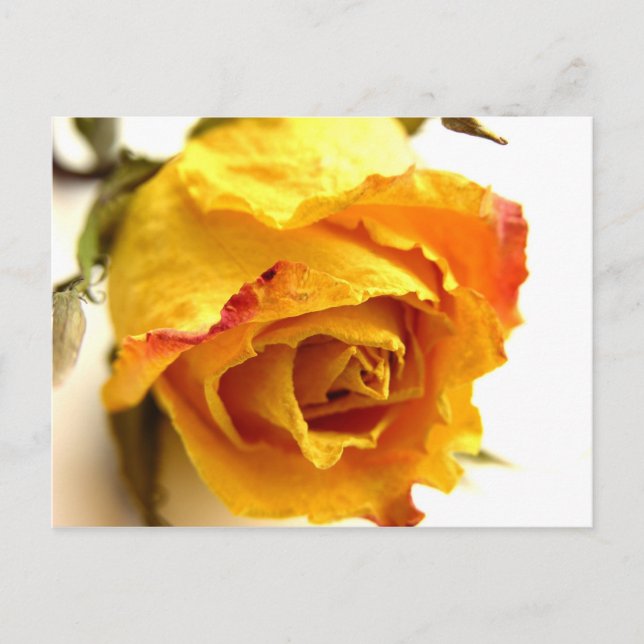 Dried Rose Postcard (Front)
