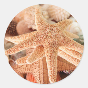Dried sea stars sold as souvenirs 2 classic round sticker