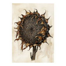 Dried Sunflower Botanical Print | Vintage Nature I