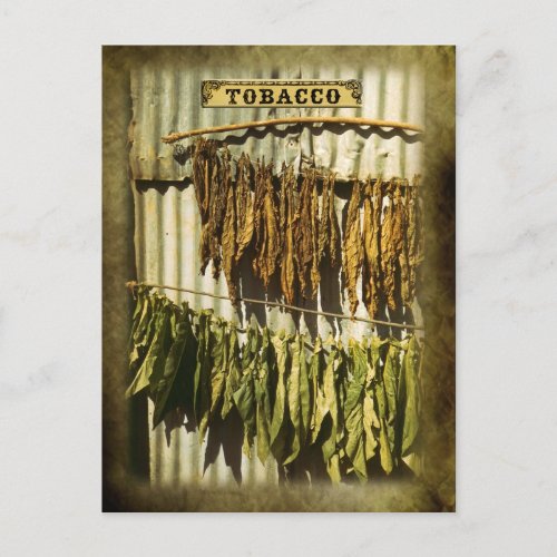 Dried tobacco leaves postcard