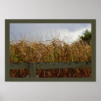 Dried Up Corn Stalks Poster