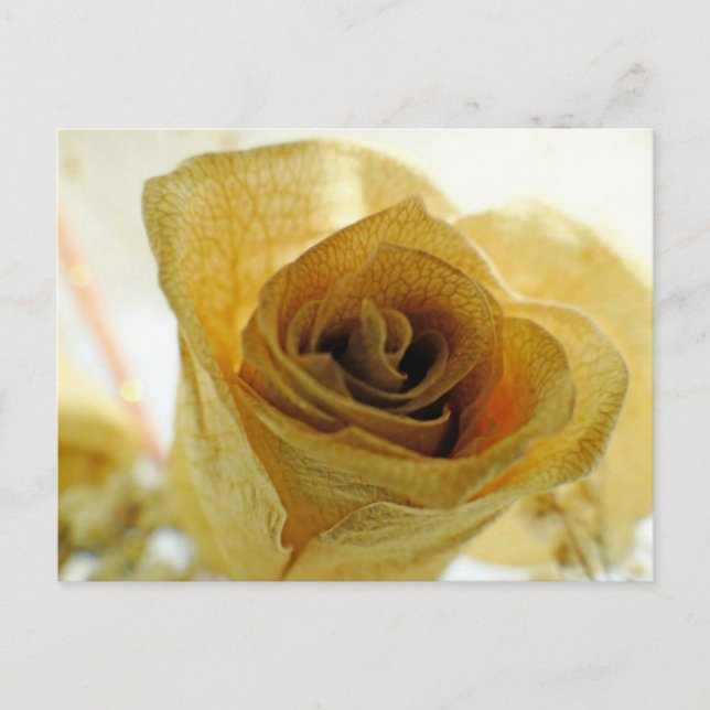 Dried White  Rose Postcard (Front)