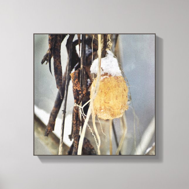 Dried Wild Cucumber Vine Seed Pod in Winter Canvas Print (Front)