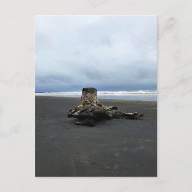 Driftwood at Benson Beach, Cape Disappointment, WA Postcard (Front)
