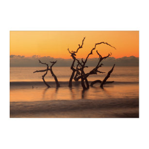 Driftwood Beach at Sunrise Jekyll Island Georgia Acrylic Print