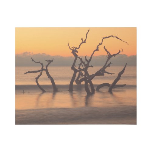 Driftwood Beach at Sunrise Jekyll Island Georgia Gallery Wrap