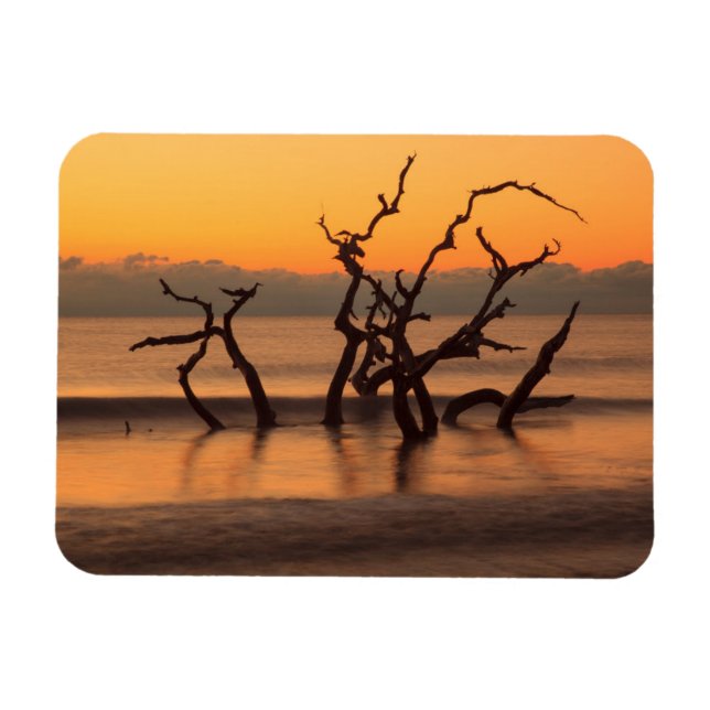 Driftwood Beach at Sunrise Jekyll Island Georgia Magnet (Horizontal)