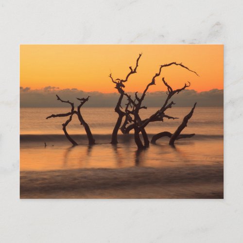Driftwood Beach at Sunrise Jekyll Island Georgia Postcard