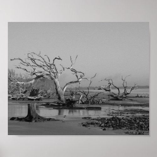 Driftwood Beach black and white Poster
