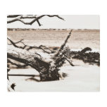 Driftwood Beach Georgia USA wall art