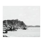 Driftwood Beach Georgia wall art