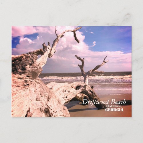 Driftwood Beach Jekyll Island Georgia Postcard