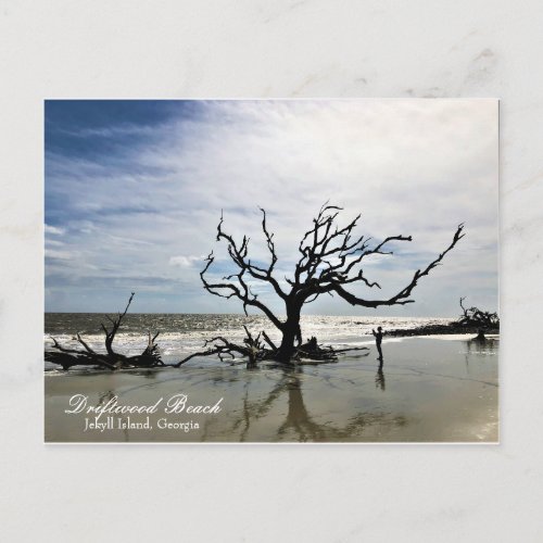 Driftwood Beach Jekyll Island Georgia Postcard