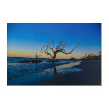 Driftwood Beach Jekyll Island Georgia USA 