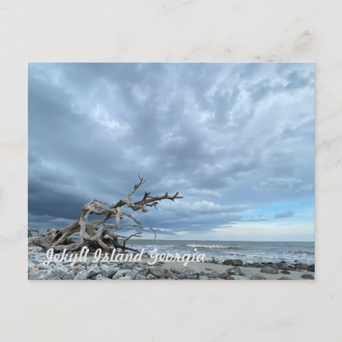 Driftwood Beach Postcard