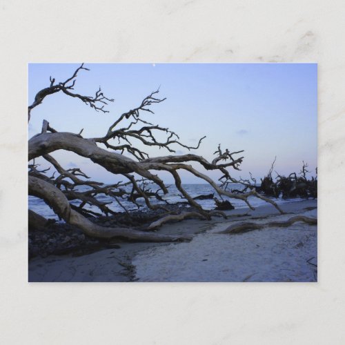 Driftwood Beach Postcard