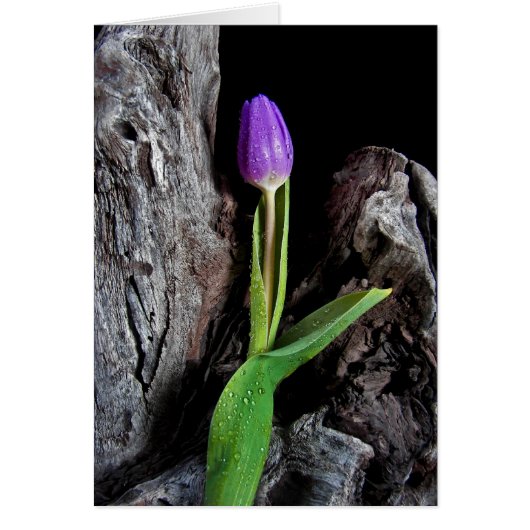 Driftwood Design Cards (Front)