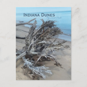 Driftwood Indiana Dunes National Park Magnet Postcard
