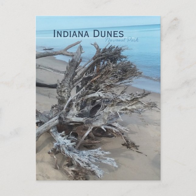 Driftwood Indiana Dunes National Park  Magnet Postcard (Front)