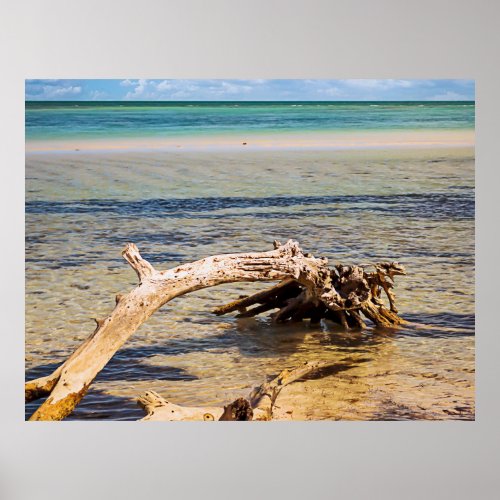 Driftwood on Florida Keys Bahia Honda Beach Poster