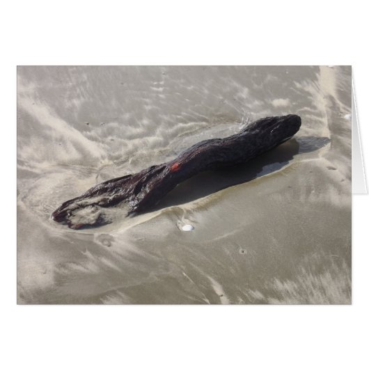 Driftwood on Sandy Beach (Front Horizontal)