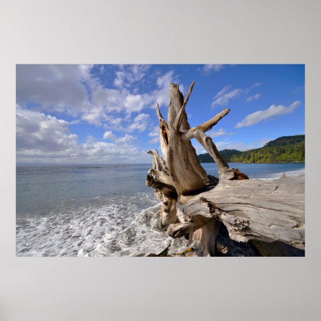 Driftwood On The Shoreline Of French Beach Poster (Front)