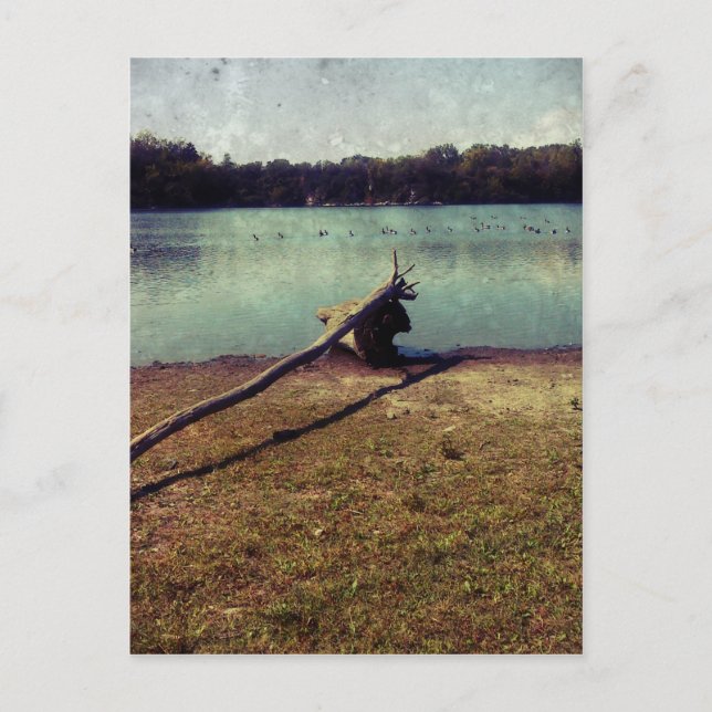 Driftwood Postcard (Front)