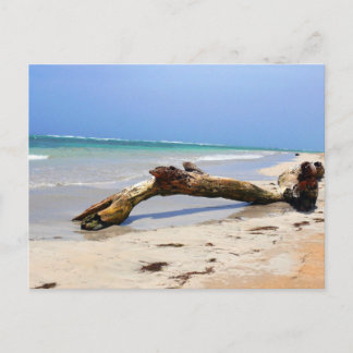 Driftwood Postcard