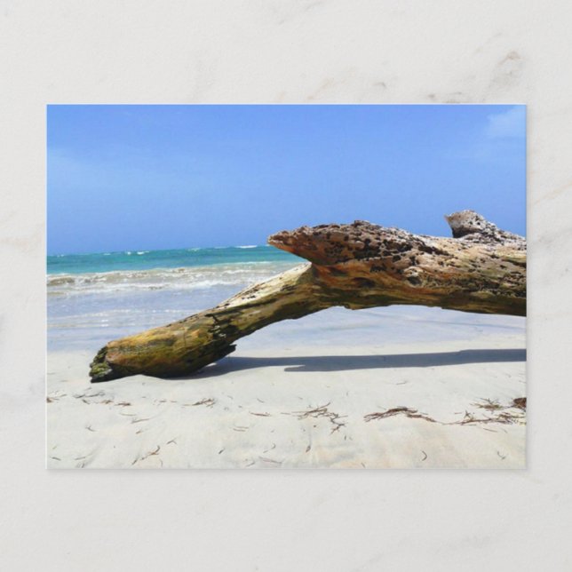 Driftwood Postcard (Front)