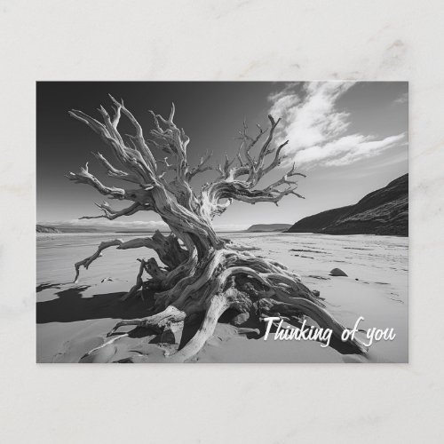 Driftwood tree trunk BW photo Postcard