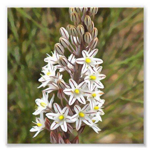 Drimia Maritima Or Island Onion Art Photo Print