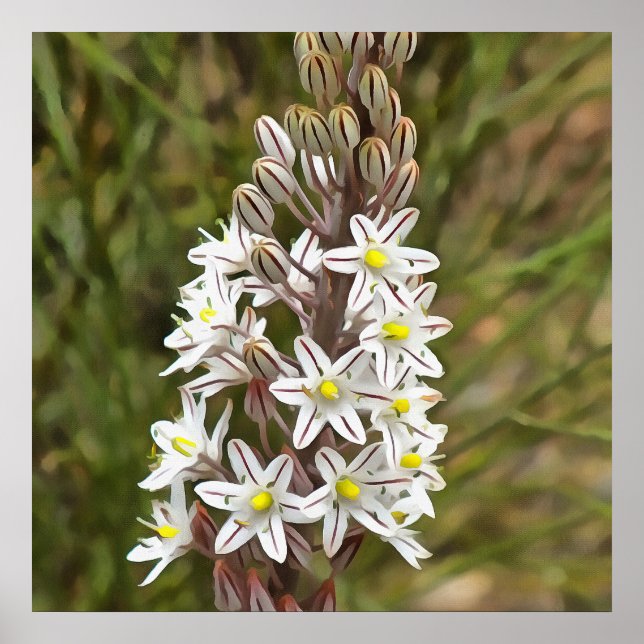 Drimia Maritima Or Island Onion Art Poster (Front)